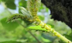 如何防治蘋(píng)果綿蚜？